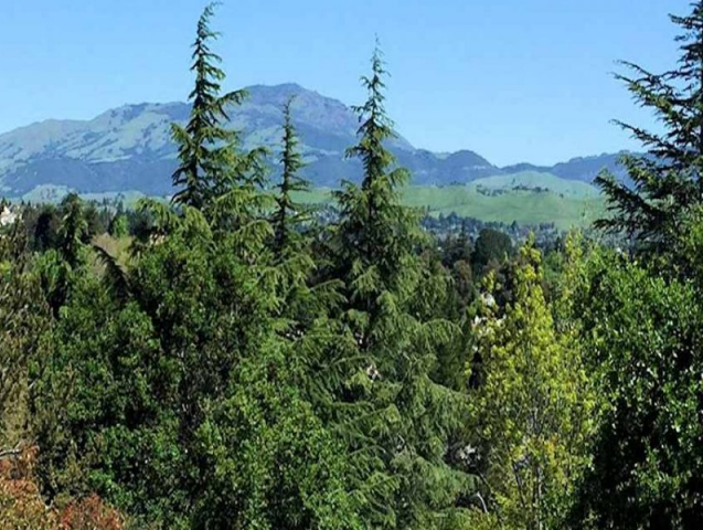 Mount Diablo from Alamo